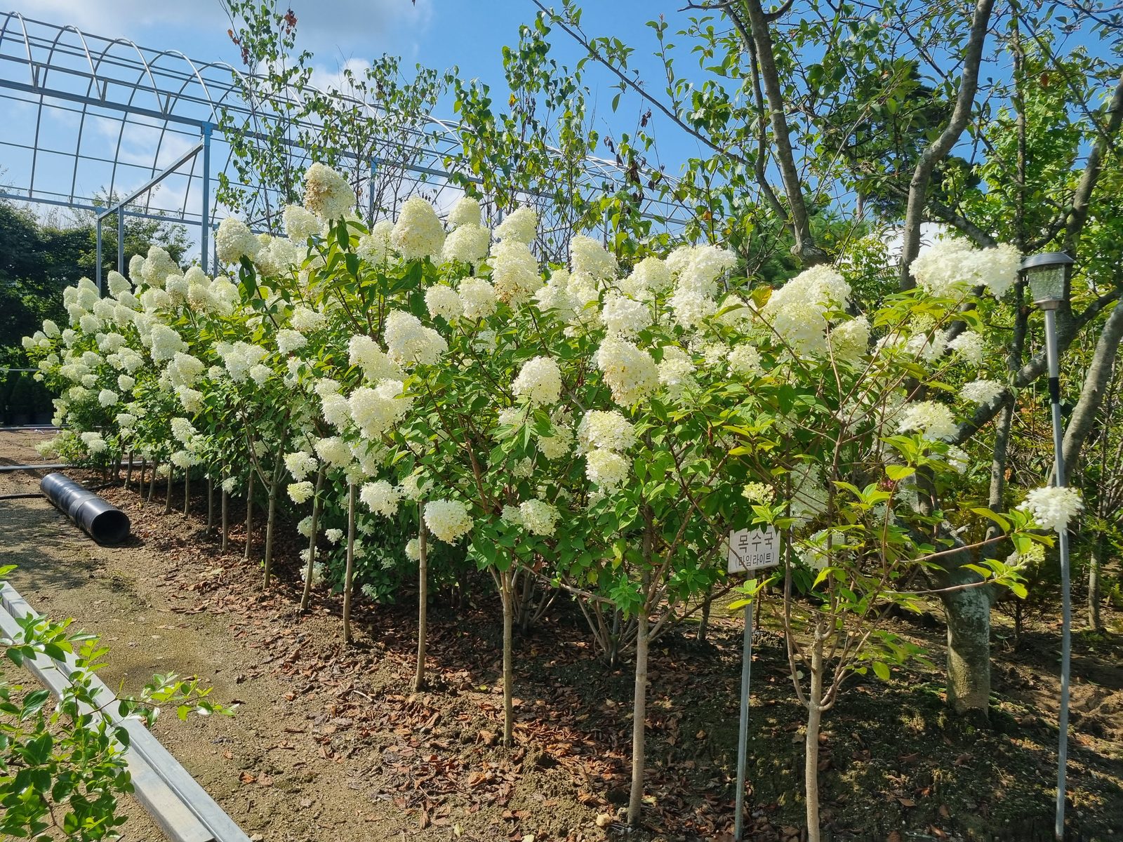 목수국(라임라이트)