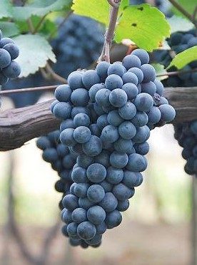 머루포도