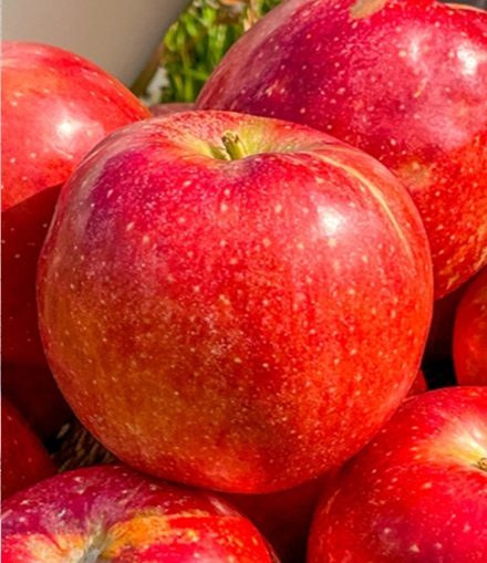사과(감홍)