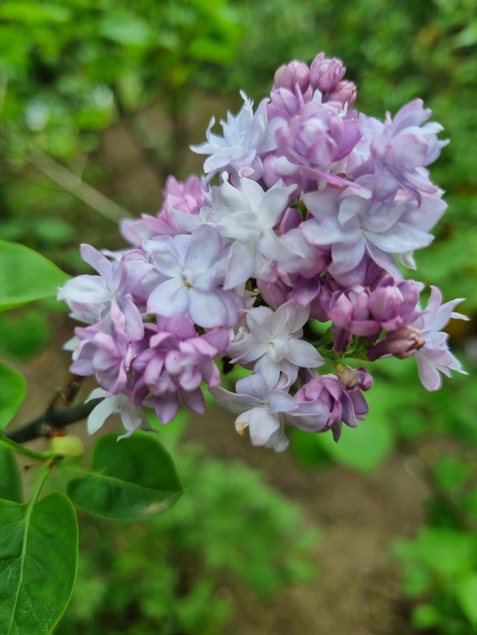 수수꽃다리(라일락)