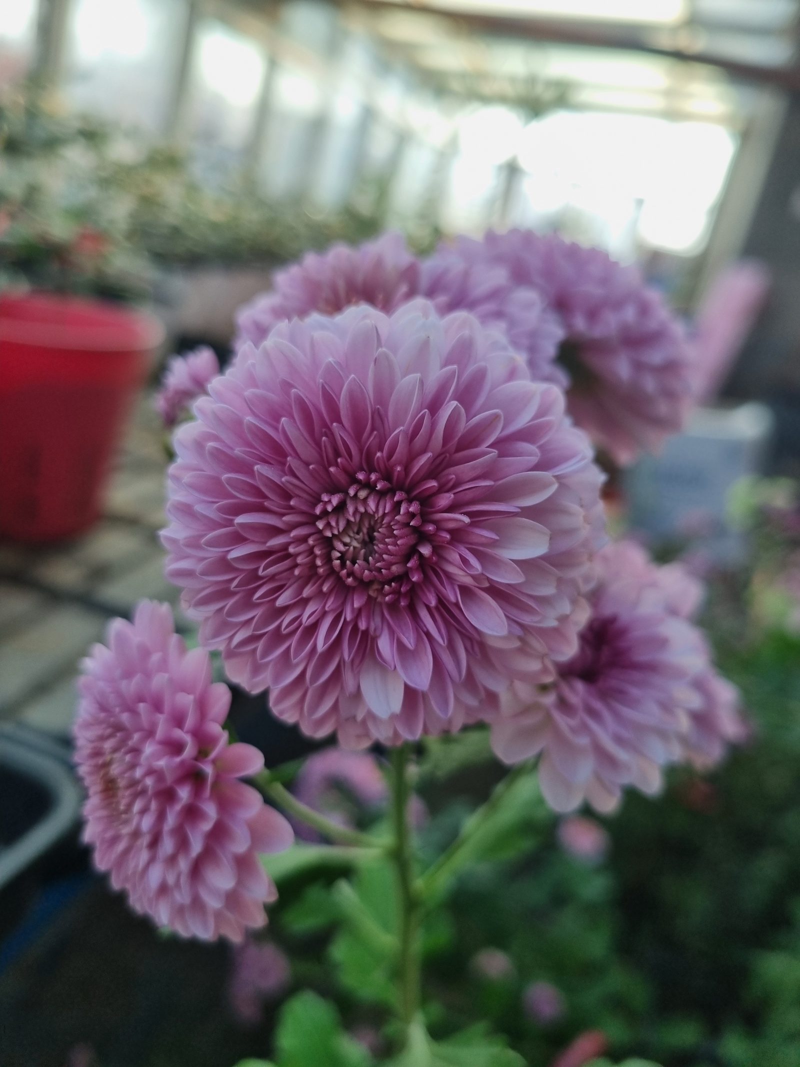 폼폰국화 (핑크)