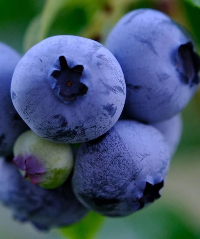 블루베리(듀크, 코빌 등)