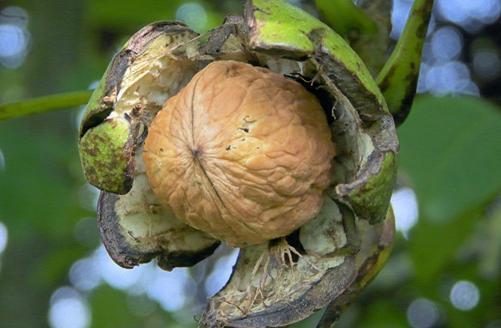 호두나무(왜성, 신령)