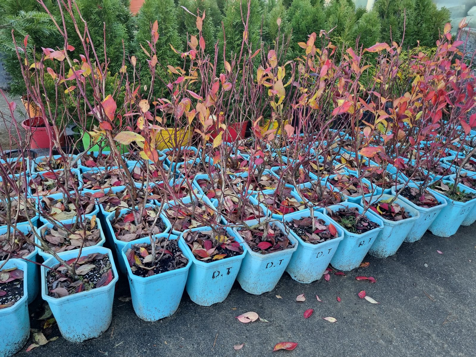 블루베리(듀크 입고)