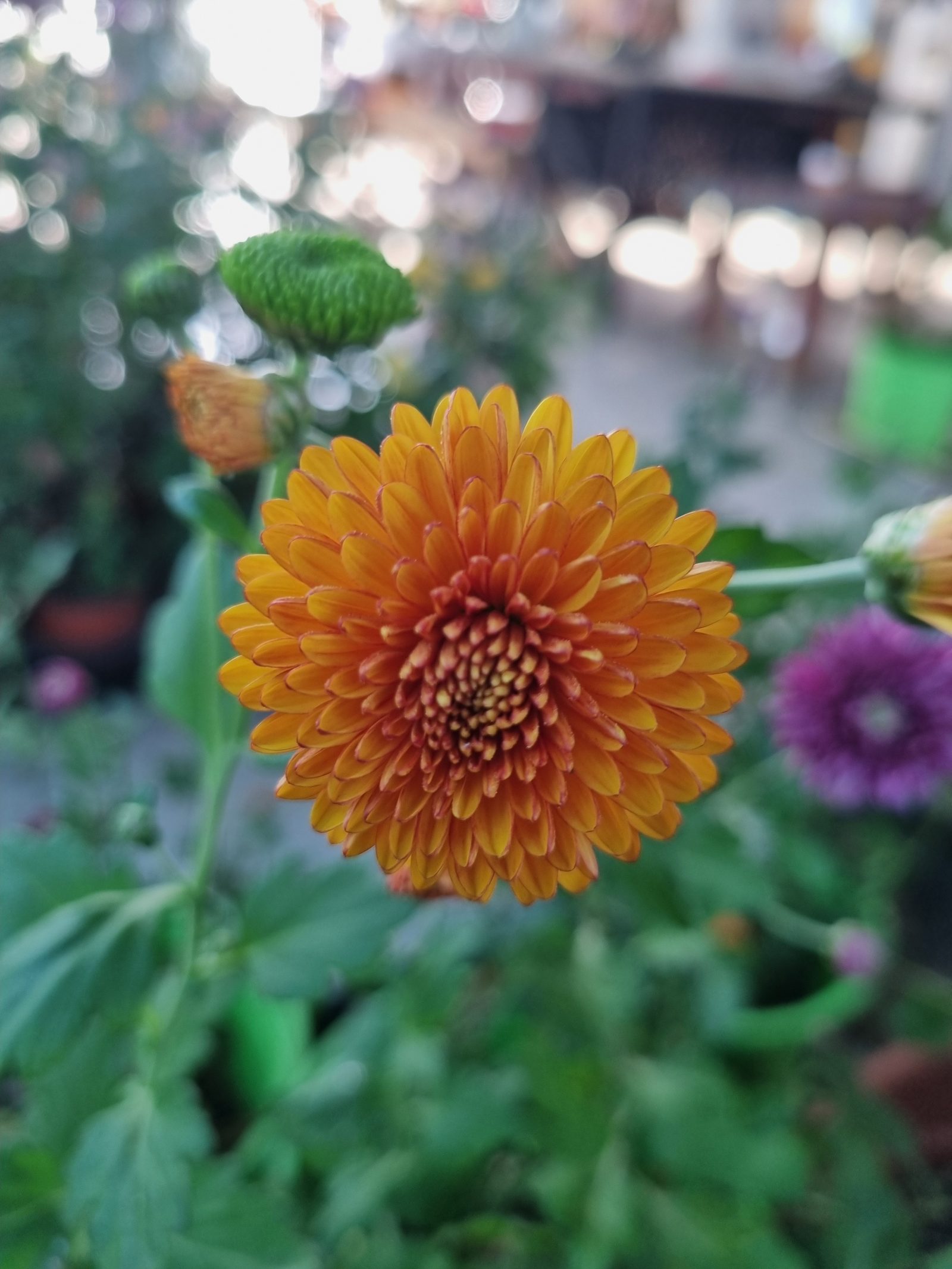 폼폰국화 (주황색)