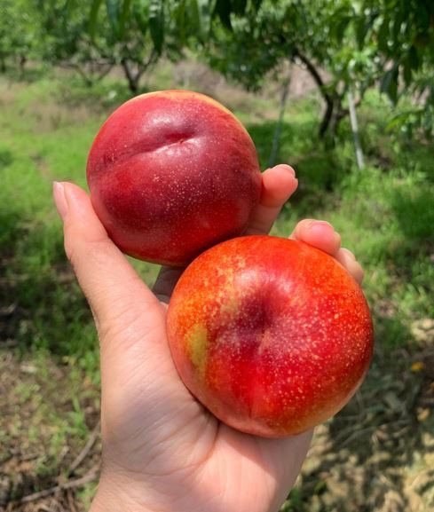 천도복숭아(신비)