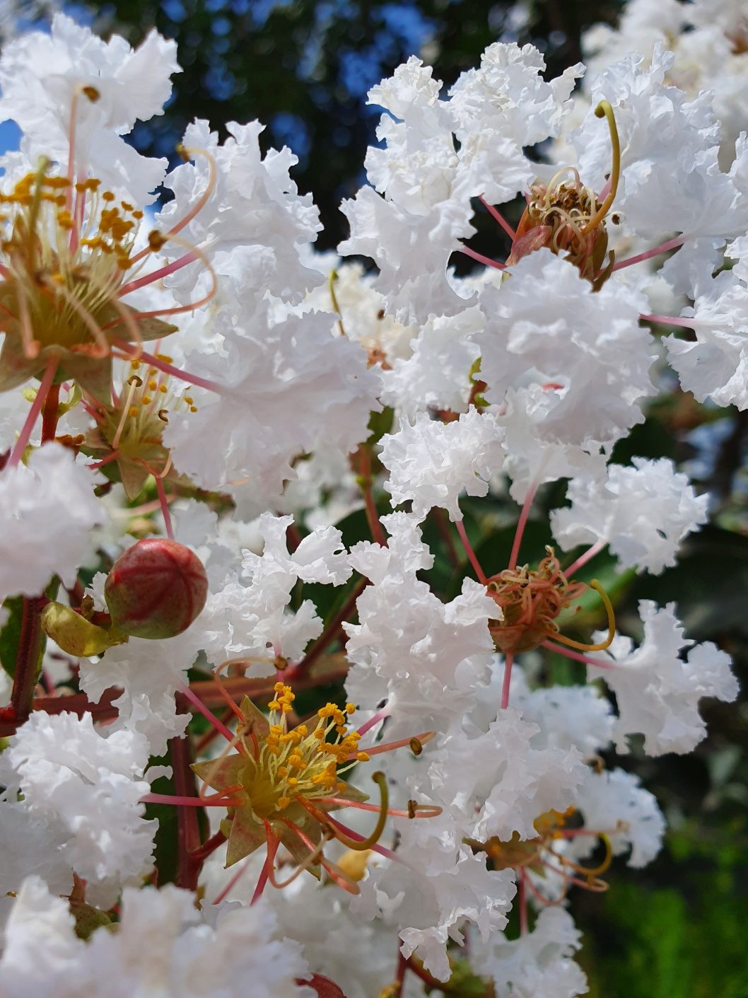 배롱나무(백백일홍)