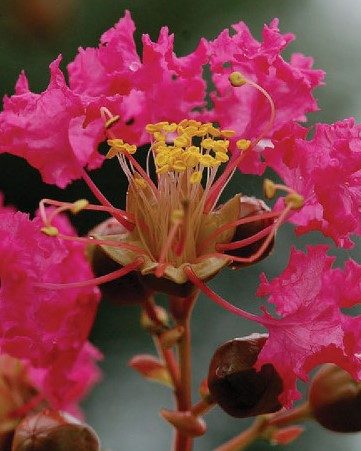 배롱나무(백일홍)