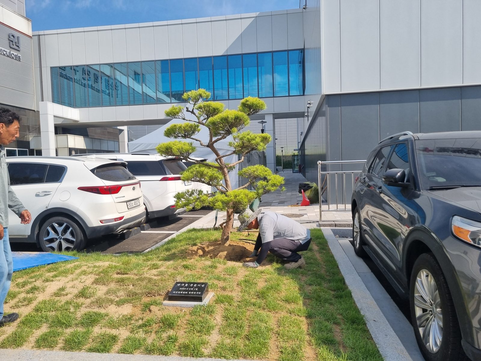 황금소나무 식재