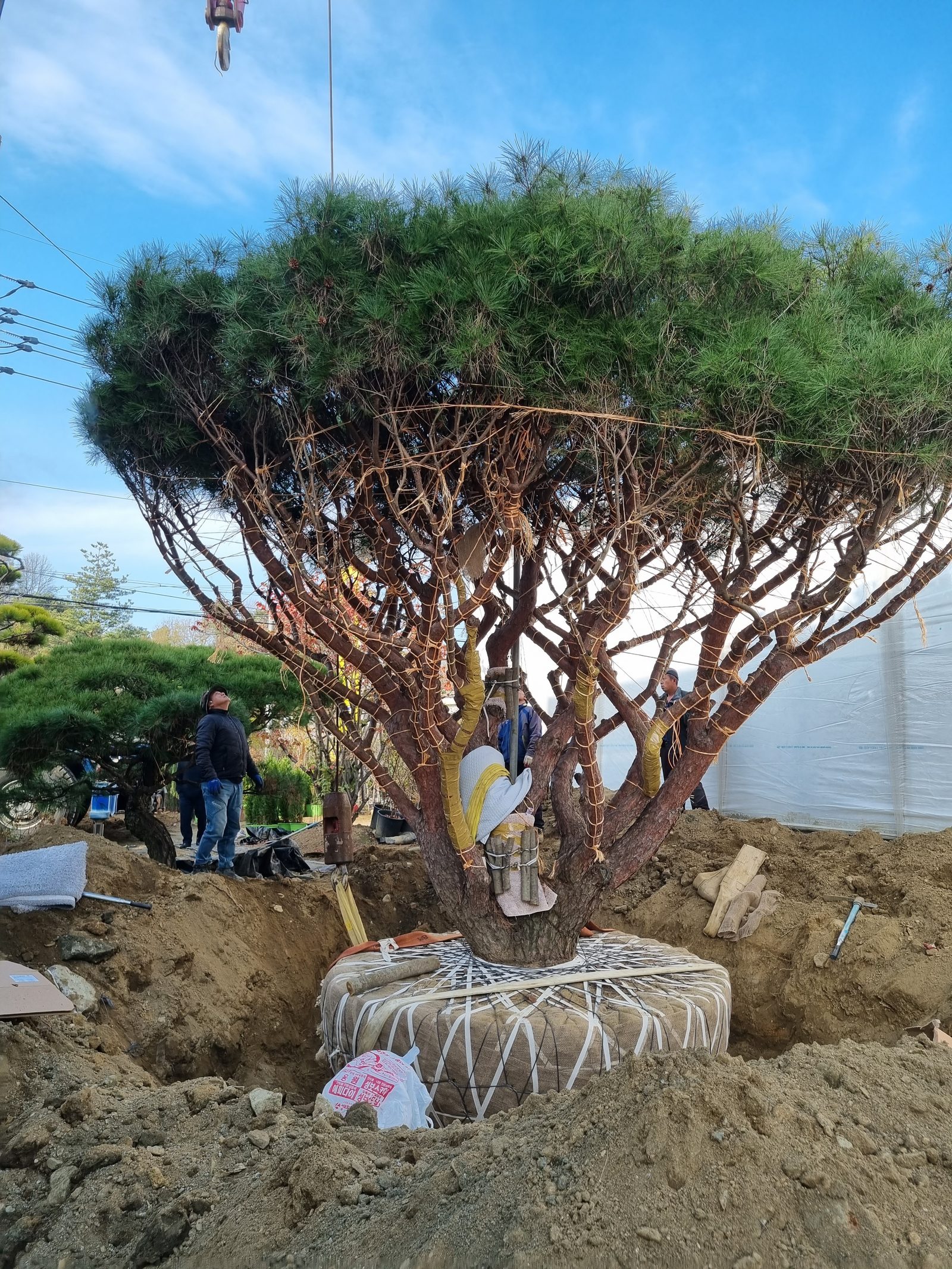 둥근소나무(반송) 작업사진 (2)
