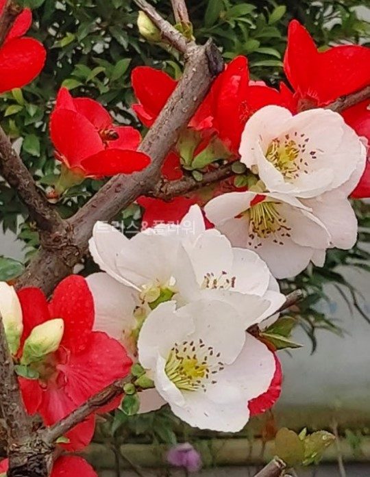 명자나무(일월성)