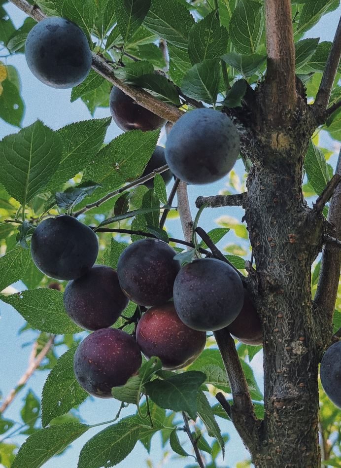 바이오체리자두