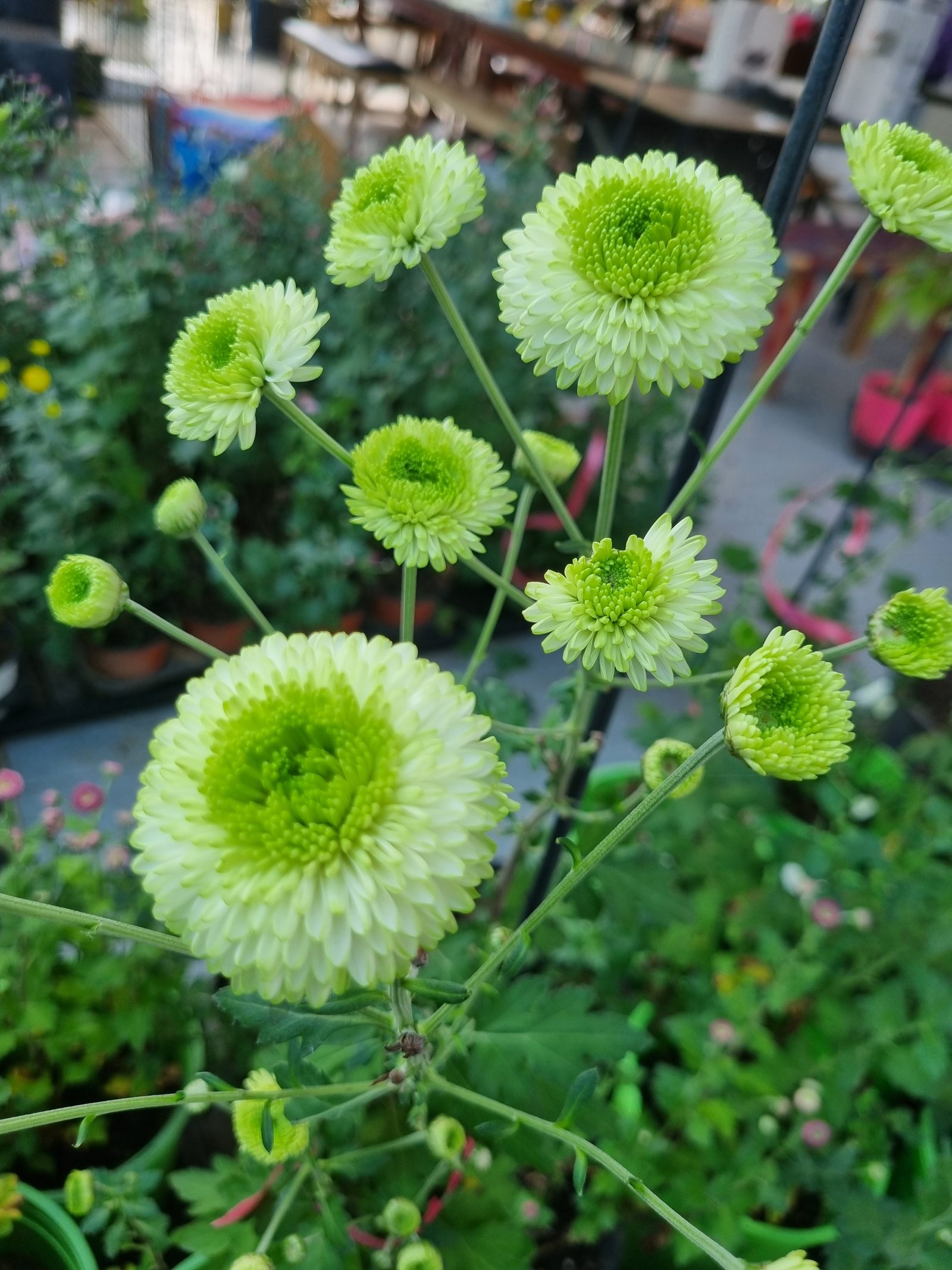 폼폰국화 (초록)