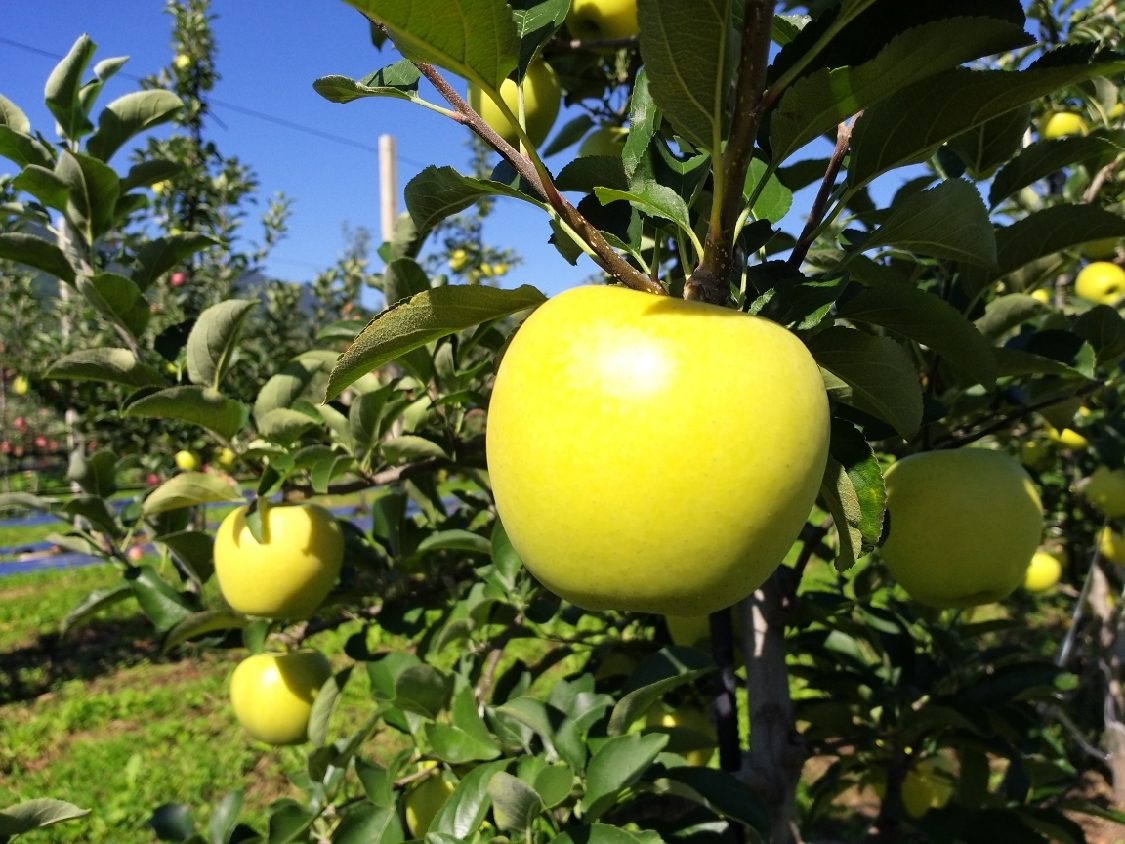 사과(시나노골드)