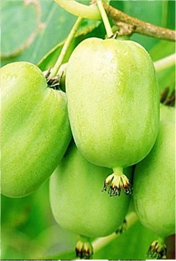 왕다래(용성2호)