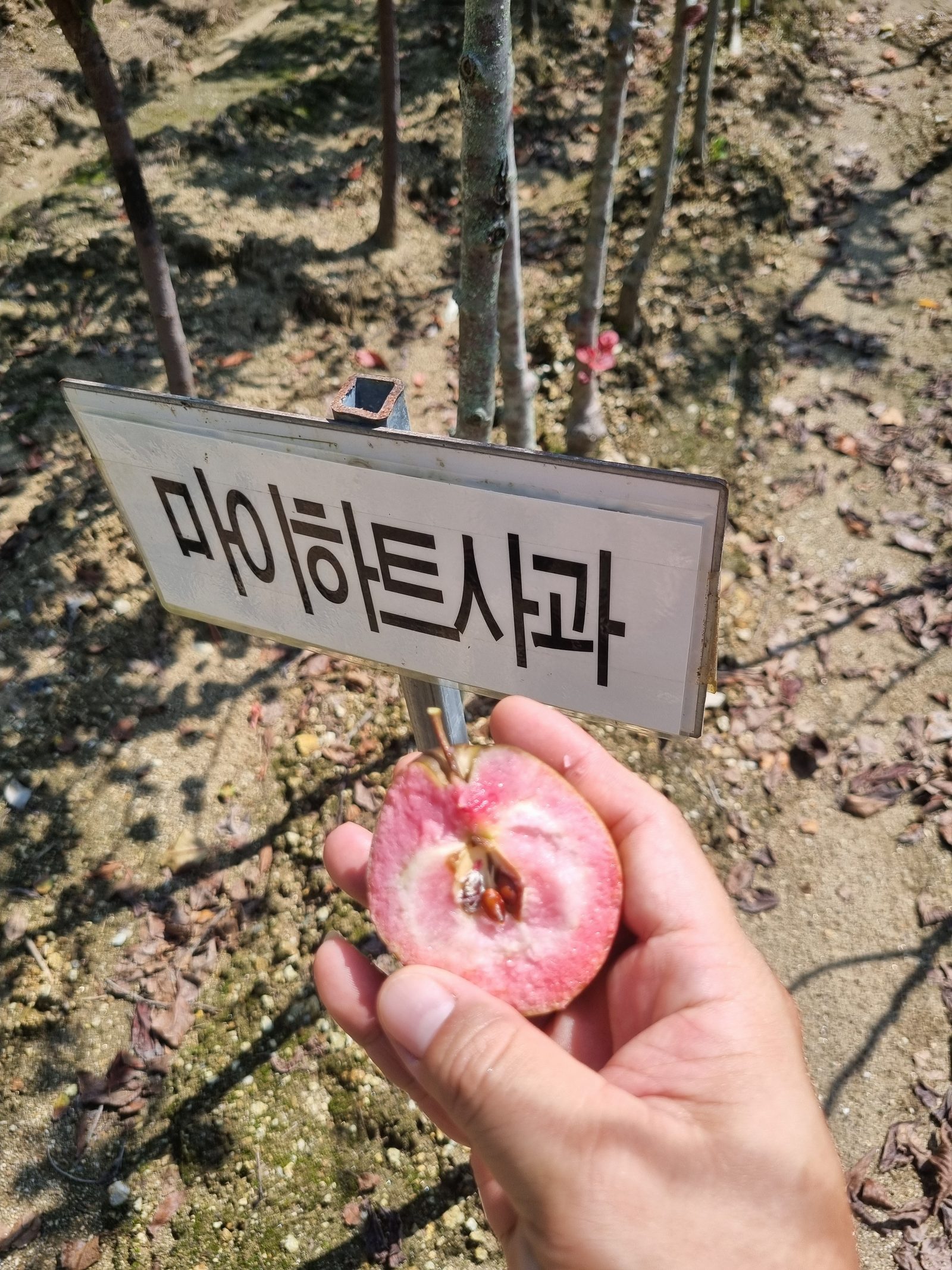 사과(마이하트)