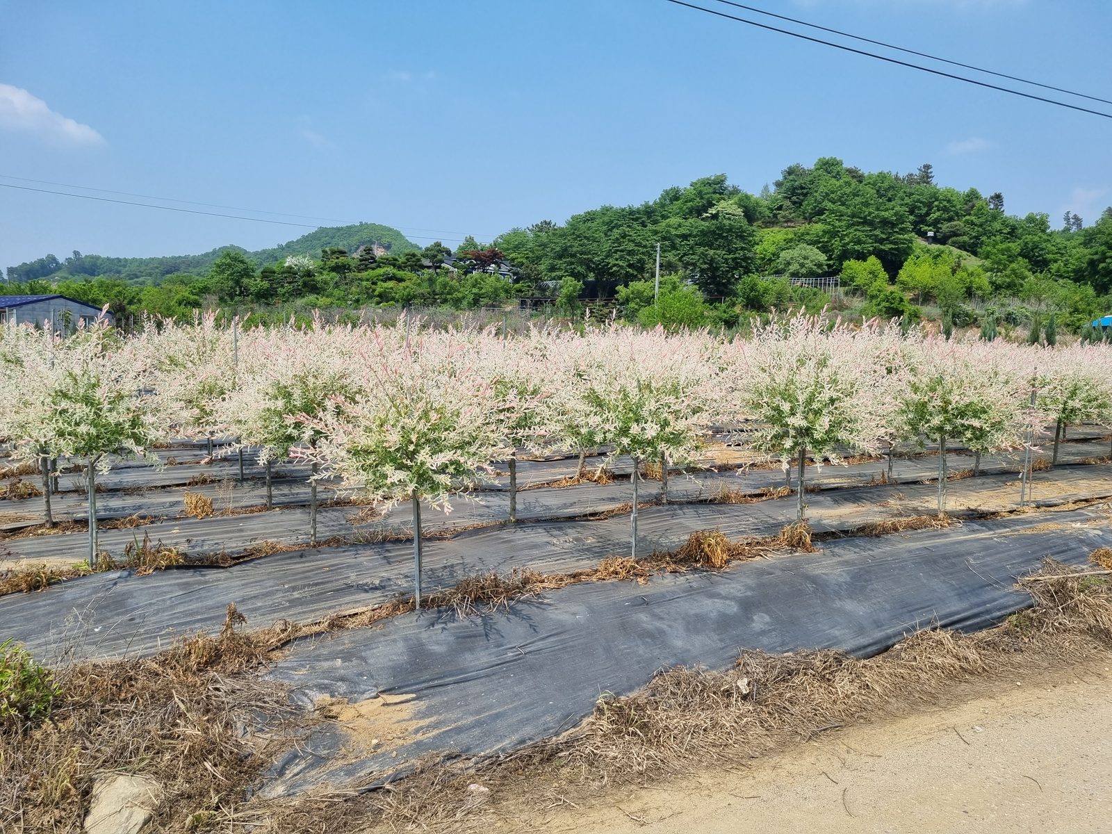 화이트핑크셀릭스