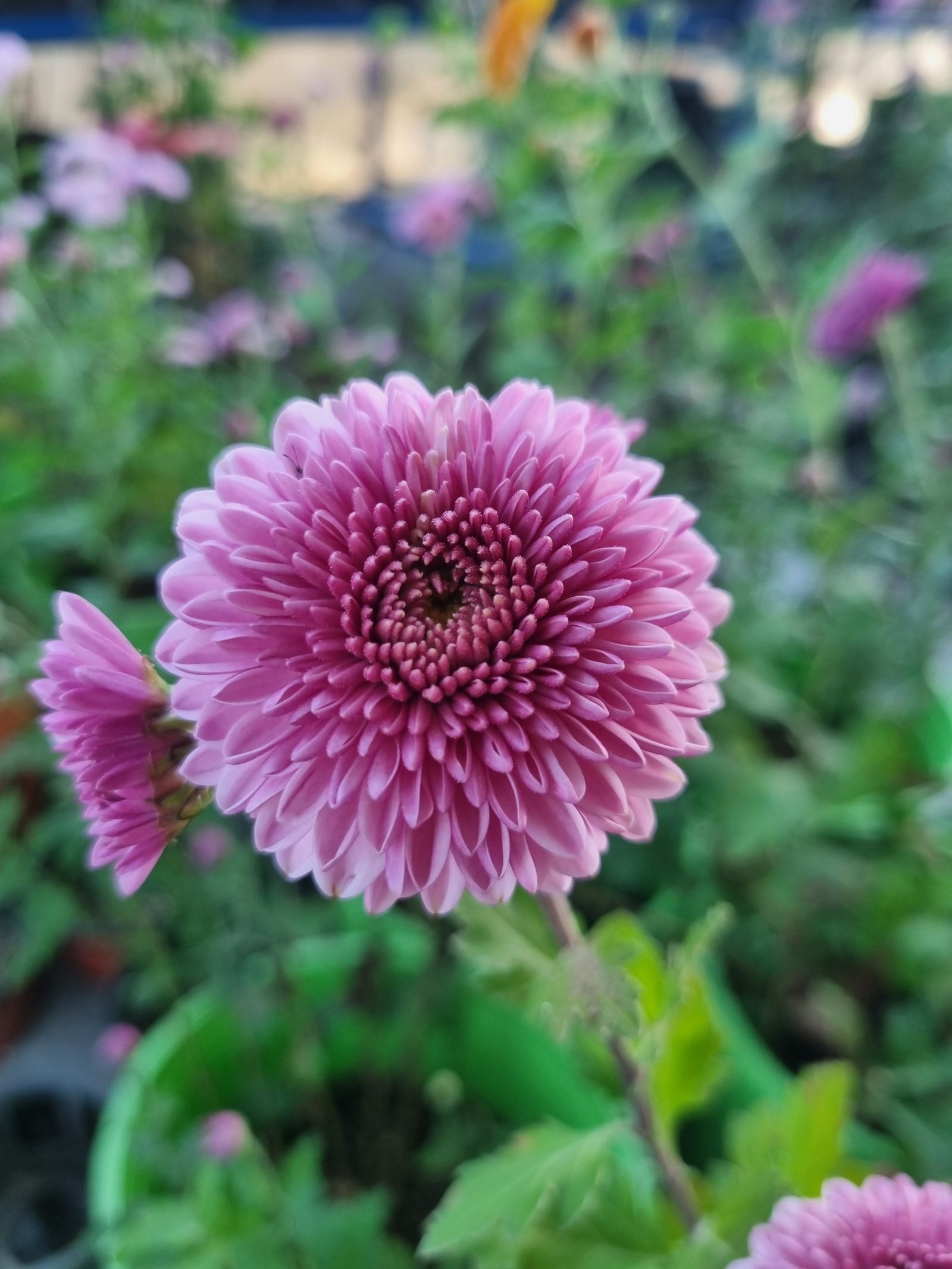 폼폰국화 (자주색)