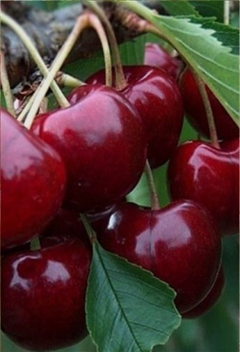 체리(러시아8호)