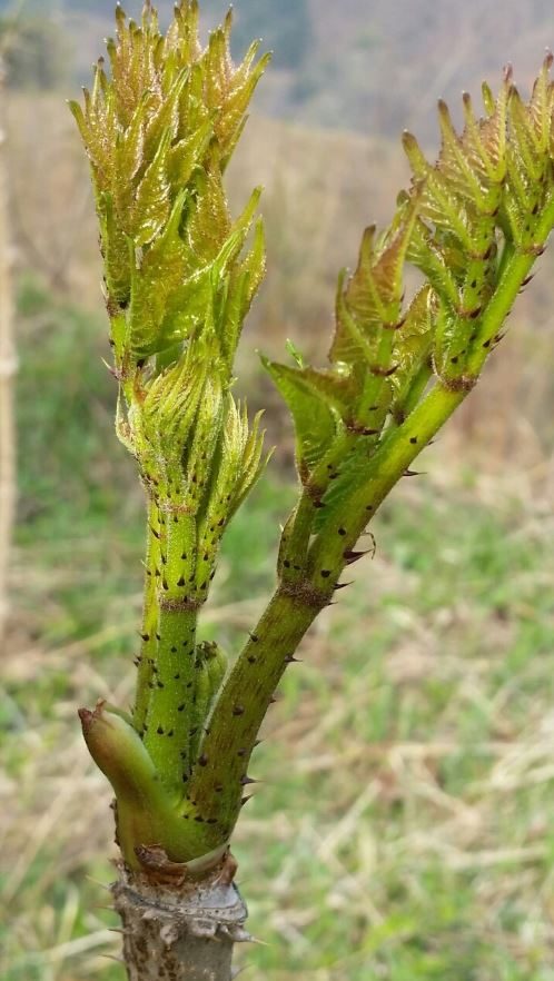 참두릅(가시두릅)