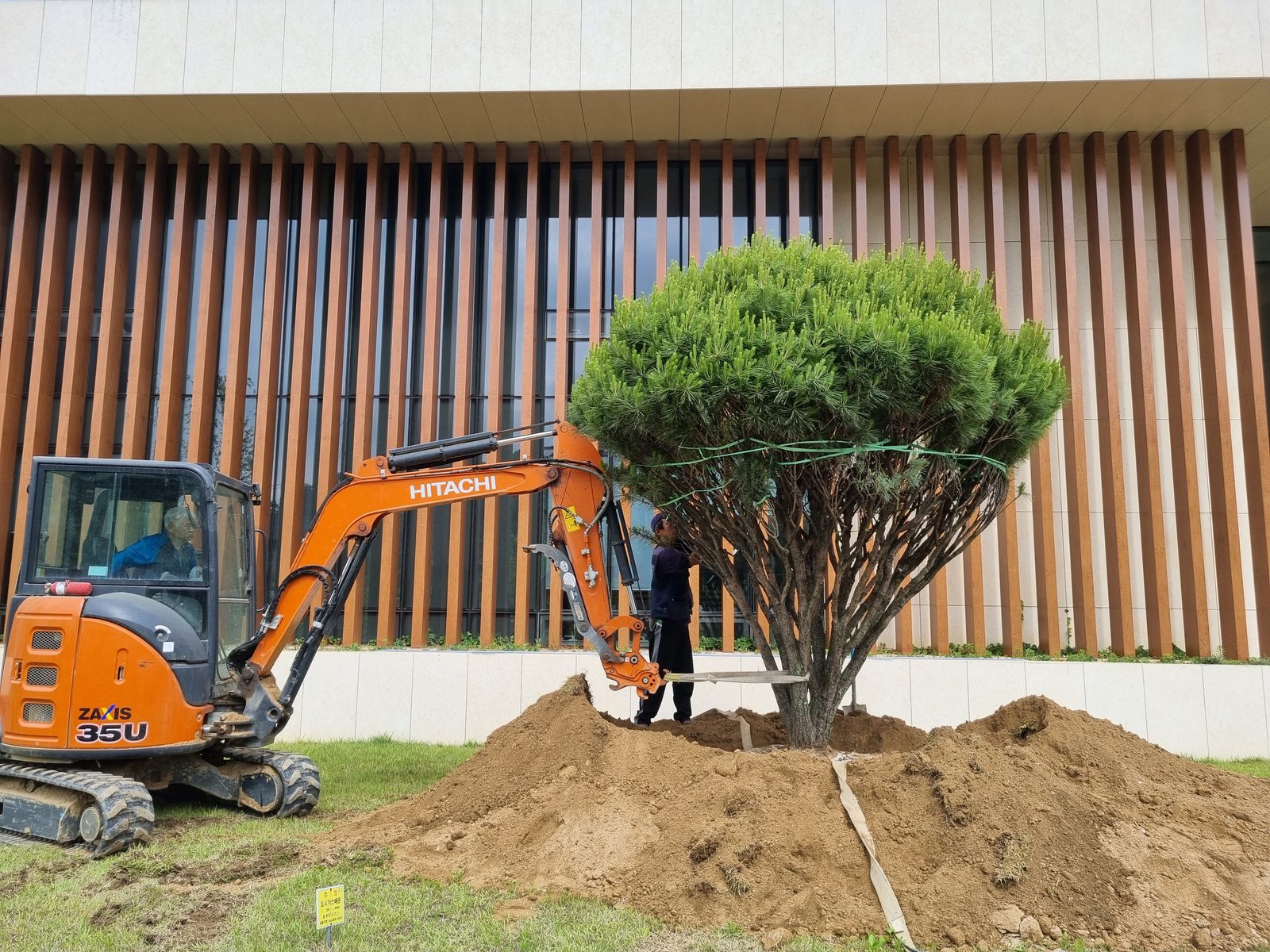 둥근소나무 (반송) 식재