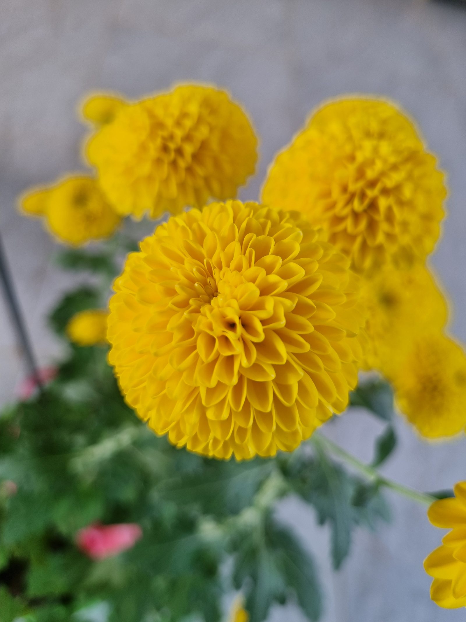 폼폰국화 (노랑)