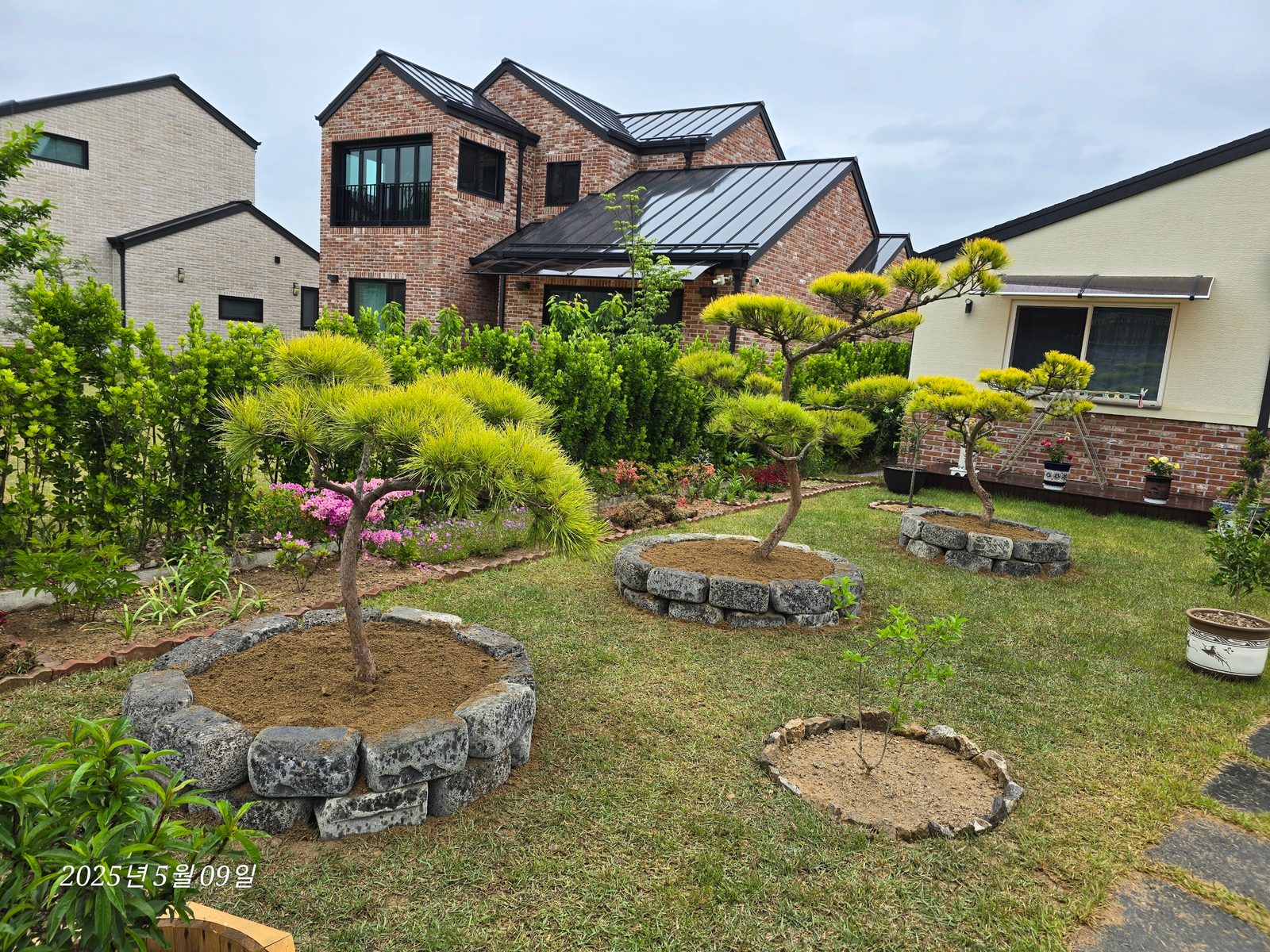 황금소나무 식재