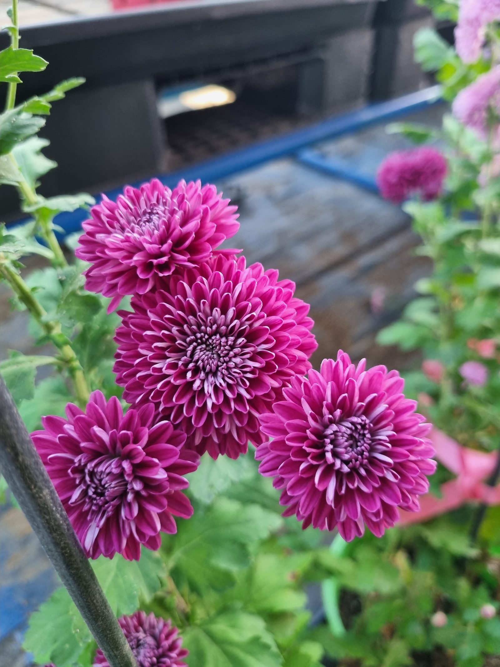 폼폰국화 (무늬자주)