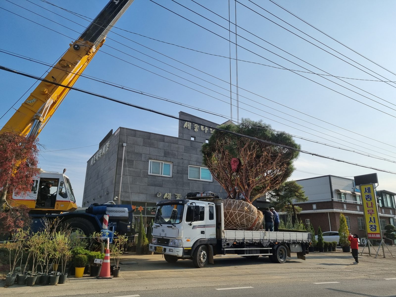 둥근소나무(반송) 작업사진 (1)